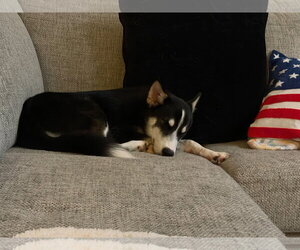 Cannoli - Male Siberian Husky Dog for Adoption - Photo #2