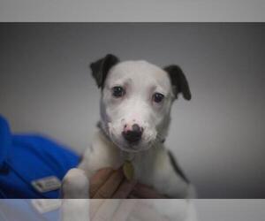 Dancer - Female Borador Dog for Adoption