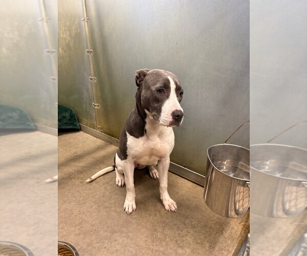 Medium Photo #1 Mutt Puppy For Sale in La Porte, IN, USA