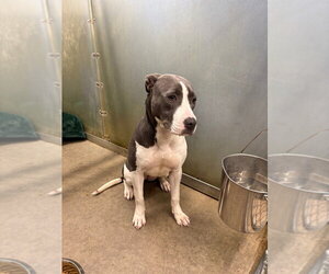 Mutt Dogs for adoption in La Porte, IN, USA