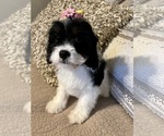 Small Photo #9 Cavapoo Puppy For Sale in RICHMOND, IL, USA