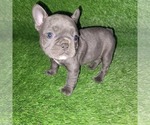 Small Photo #12 French Bulldog Puppy For Sale in HOFFMAN ESTATES, IL, USA