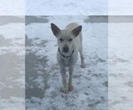 Small #1 white german shepherd Mix