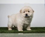 Puppy 7 Chow Chow