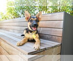 Small #1 German Shepherd Dog Mix