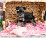 Small #3 Schnauzer (Miniature)