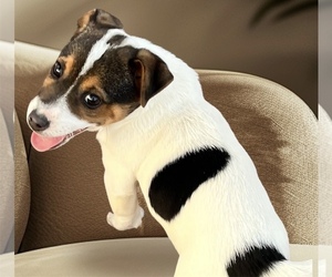 Jack Russell Terrier Puppy for sale in NASHVILLE, NC, USA