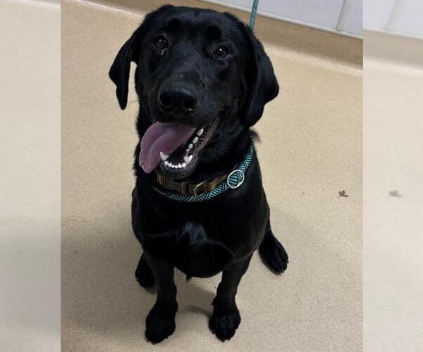 Medium Photo #1 Labrador Retriever Puppy For Sale in Placerville, CA, USA