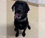 Small Labrador Retriever