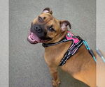 Small #23 Boxer Mix