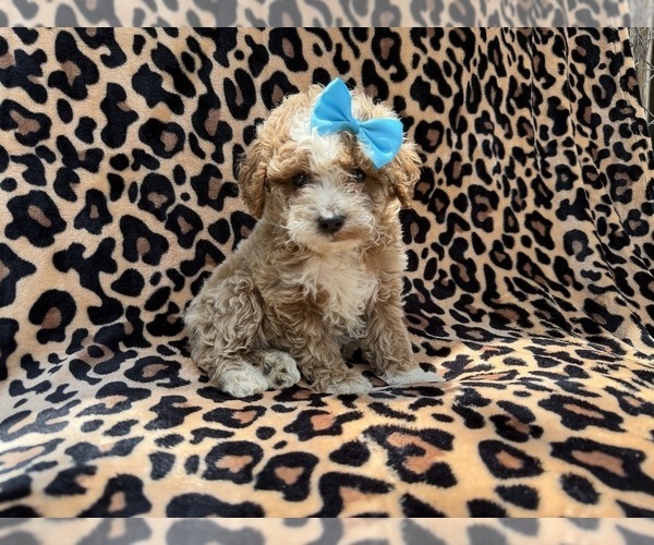 Medium Photo #7 Cockapoo (Miniature) Puppy For Sale in LAKELAND, FL, USA