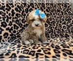 Small #6 Cockapoo (Miniature)