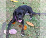 Small #1 Mutt