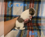 Small #1 Chizer