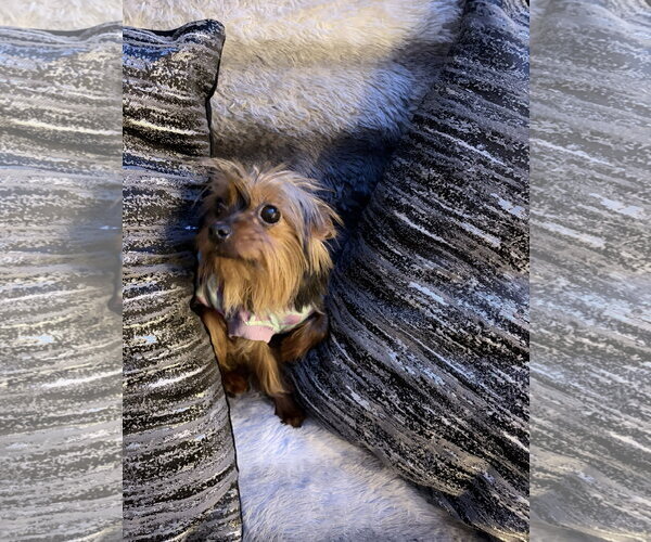 Medium Photo #3 Mutt Puppy For Sale in Spring, TX, USA