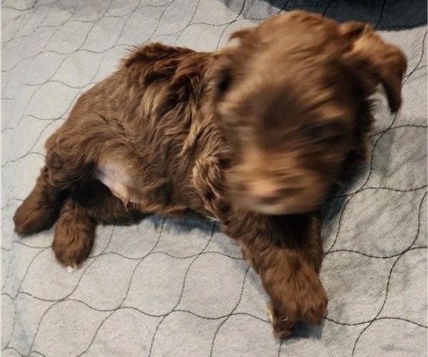 Medium Photo #11 YorkiePoo Puppy For Sale in BLUE MOUND, TX, USA