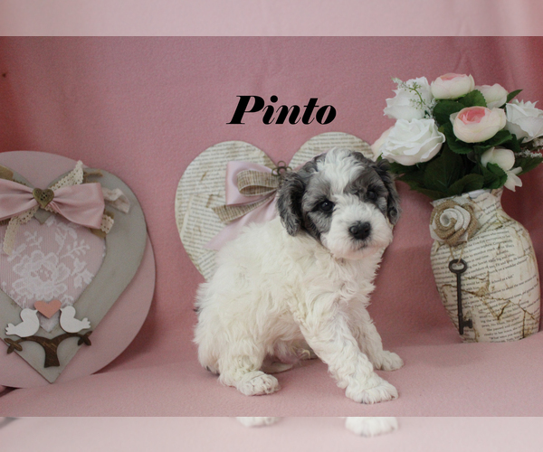 Medium Photo #11 Poodle (Toy) Puppy For Sale in CHANUTE, KS, USA
