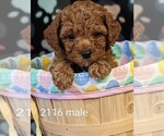 Small Photo #5 Poodle (Toy) Puppy For Sale in CLARE, IL, USA