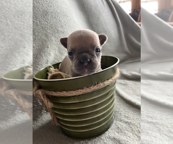Medium Photo #1 French Bulldog Puppy For Sale in CROSWELL, MI, USA