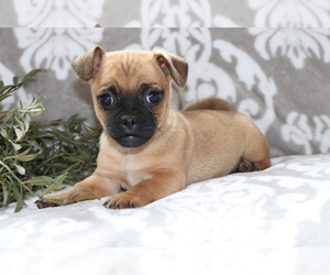 Jack Russell Terrier-Unknown Mix Puppy for sale in SHILOH, OH, USA