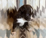Small #7 Miniature Australian Shepherd