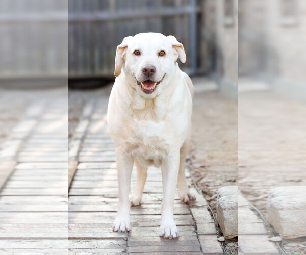 Medium Photo #13 Mutt Puppy For Sale in McKinney, TX, USA