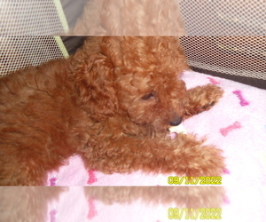 Poodle (Toy) Puppy for sale in DULUTH, GA, USA