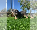 Small #7 English Bulldog