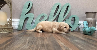 Golden Retriever Puppy for sale in PRYOR, OK, USA