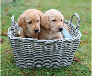Labrador Retriever Puppy for sale in OLYMPIA, WA, USA