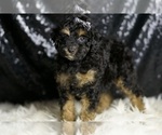 Puppy Victor Poodle (Toy)