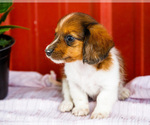 Small Photo #55 Dachshund Puppy For Sale in WAKARUSA, IN, USA