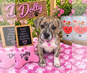 Mutt Dogs for adoption in New London, WI, USA