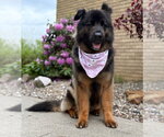 Small #1 German Shepherd Dog