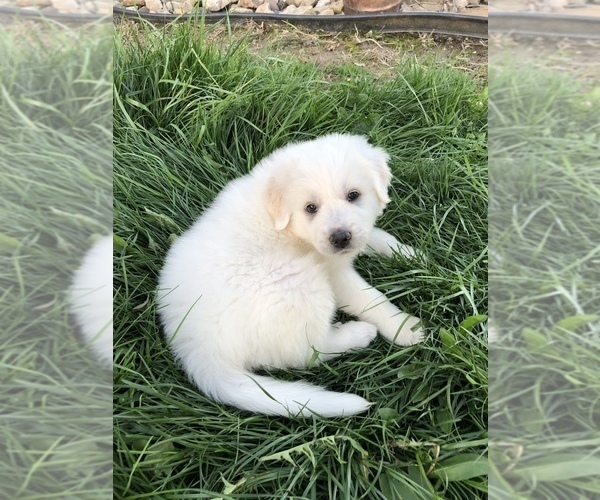 Medium Photo #7 Great Pyrenees Puppy For Sale in DEERFIELD, OH, USA