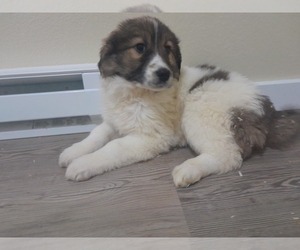 Newfoundland-Saint Bernard Mix Puppy for sale in COLVILLE, WA, USA