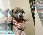 Small Photo #11 Cane Corso-French Bulldog Mix Puppy For Sale in BIRDSBORO, PA, USA