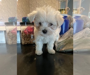 Maltese Puppy for sale in CHAMBERSBURG, PA, USA