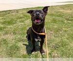 Small #1 American Pit Bull Terrier Mix