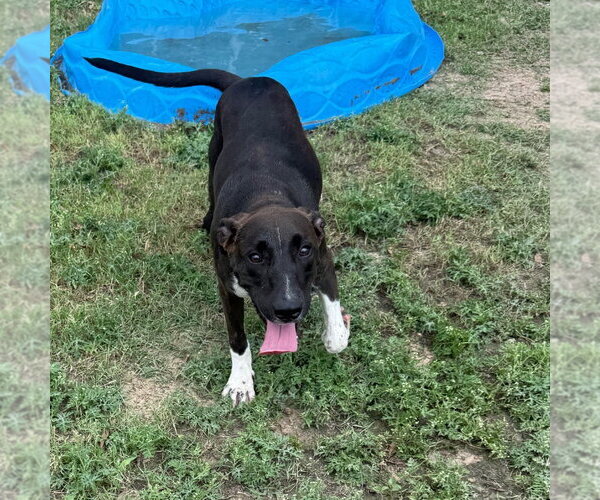 Medium Photo #2 Labrador Retriever-Unknown Mix Puppy For Sale in Rockaway, NJ, USA