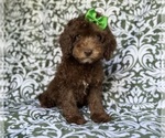 Small #3 Cavapoo (Miniature)