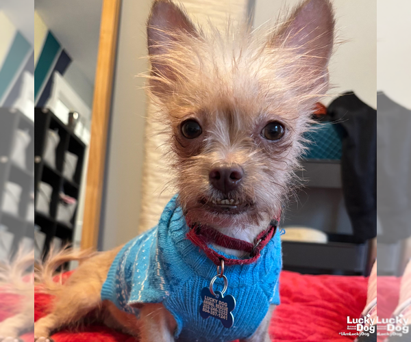 Medium Photo #7 Chihuahua-Unknown Mix Puppy For Sale in Washington, DC, USA