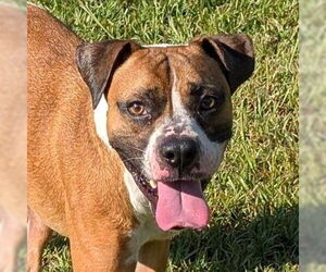 Boxer-Unknown Mix Dogs for adoption in Canton, CT, USA
