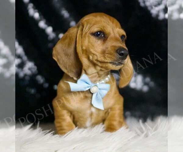 Medium Photo #4 Dachshund Puppy For Sale in WARSAW, IN, USA