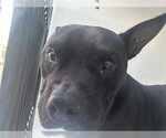 A663611 - Female Mutt Dog for Adoption - Small photo