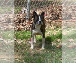 Small #1 Boston Terrier