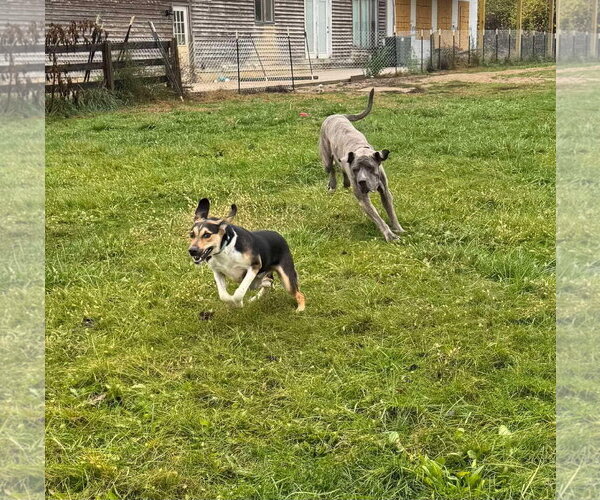 Medium Photo #24 Treeing Walker Coonhound-Unknown Mix Puppy For Sale in Germantown, OH, USA