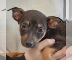 Small #1 Jack Russell Terrier Mix