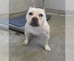 Small Bulldog Mix