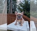 Small Photo #3 French Bulldog Puppy For Sale in BAKERVIEW, WA, USA